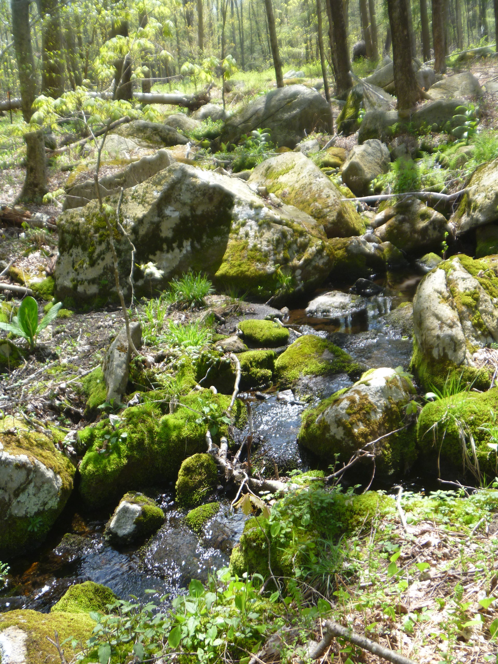 66 More Acres of Forest Conserved in Monson