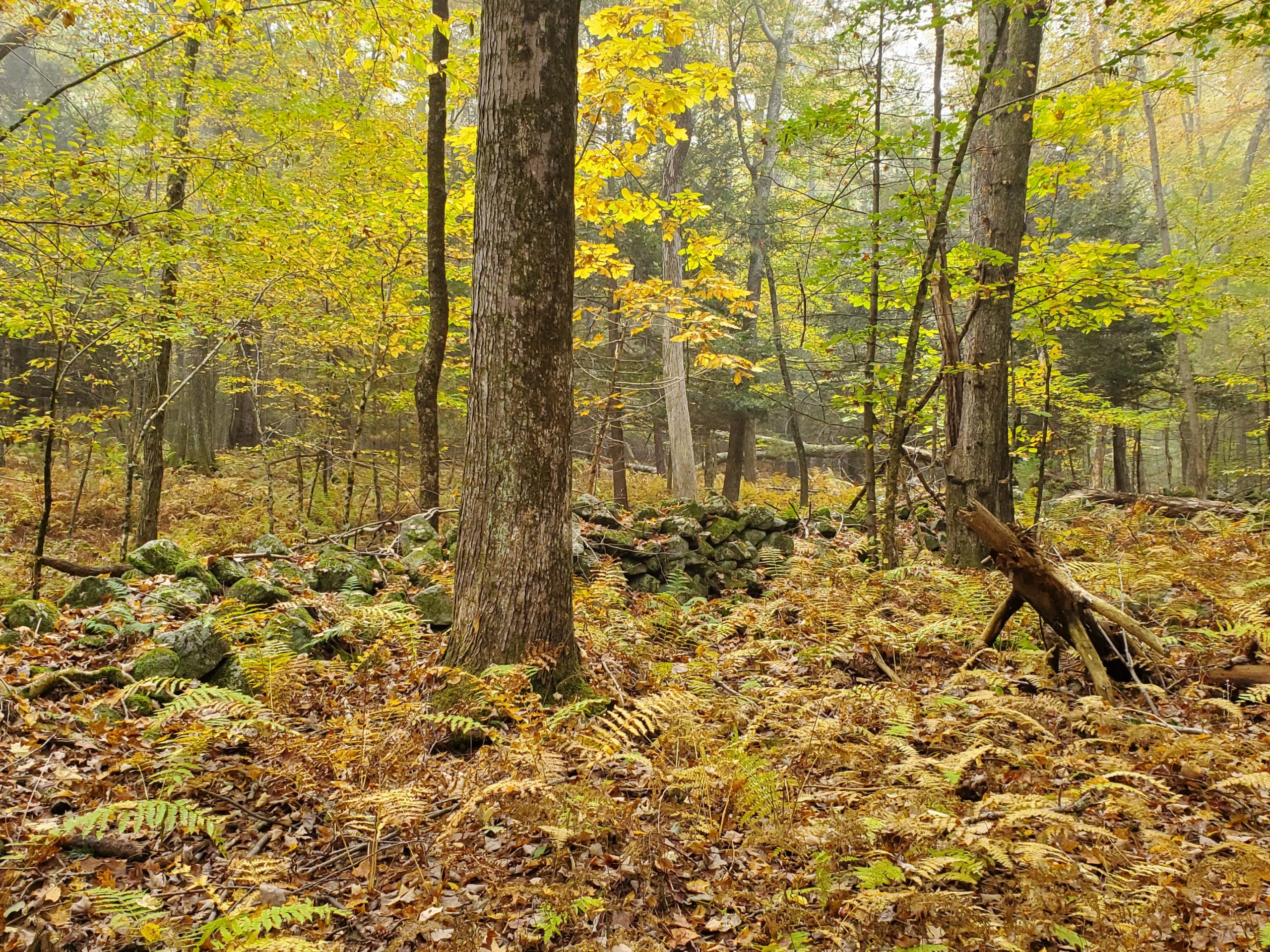 Another Monson milestone: 55 more acres protected